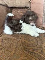 Alli , a female Havanese for sale in Vancouver, WA – 1 of 8