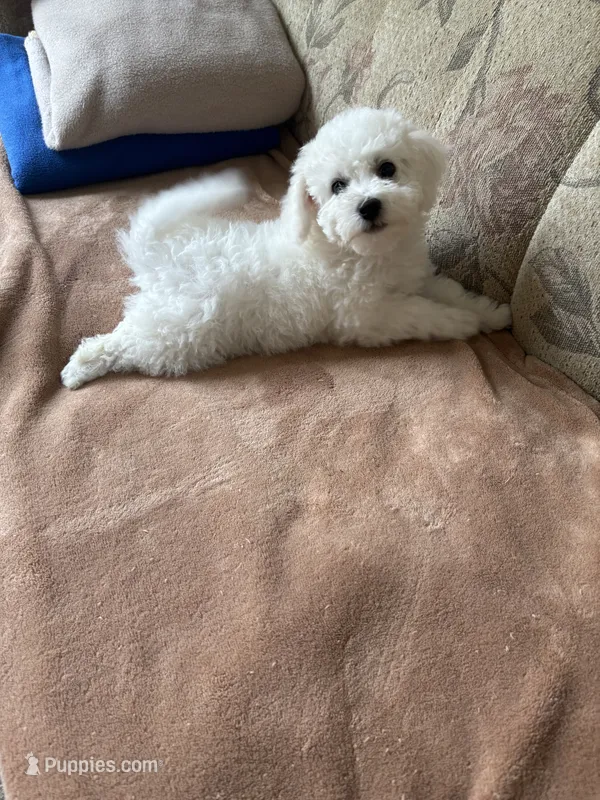 Lily, a female Bichon Frise for sale in Vancouver, WA – 1 of 10