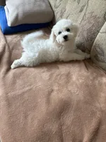 Lily, a female Bichon Frise for sale in Vancouver, WA – 1 of 10