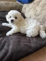 Dan, a male Bichon Frise for sale in Vancouver, WA – 3 of 5