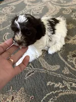 Jason, a male Havanese for sale in Vancouver, WA – 4 of 7