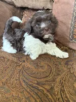 Alli , a female Havanese for sale in Vancouver, WA – 5 of 8