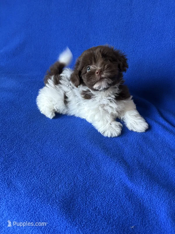 Alex – Havanese puppy for sale in Vancouver, WA