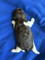 Alli , a female Havanese for sale in Vancouver, WA – 5 of 7