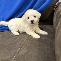 Max, a male Bichon Frise for sale in Vancouver, WA – Photo 8 of 8