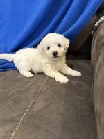 Max, a male Bichon Frise for sale in Vancouver, WA – Photo 8 of 8