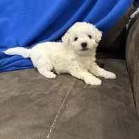 Max, a male Bichon Frise for sale in Vancouver, WA – Photo 5 of 8