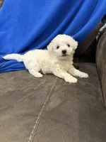 Max, a male Bichon Frise for sale in Vancouver, WA – Photo 5 of 8