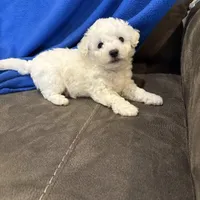 Max, a male Bichon Frise for sale in Vancouver, WA – Photo 7 of 8