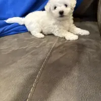 Max, a male Bichon Frise for sale in Vancouver, WA – Photo 1 of 8