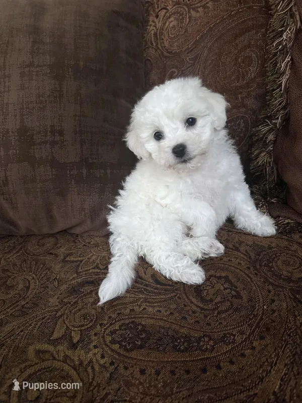 Lily – Bichon Frise puppy for sale in Vancouver, WA