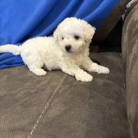 Max, a male Bichon Frise for sale in Vancouver, WA – Photo 3 of 8