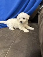 Max, a male Bichon Frise for sale in Vancouver, WA – Photo 3 of 8