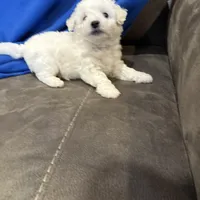 Max, a male Bichon Frise for sale in Vancouver, WA – Photo 4 of 8