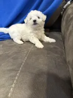 Max, a male Bichon Frise for sale in Vancouver, WA – Photo 4 of 8