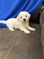 Max, a male Bichon Frise for sale in Vancouver, WA – Photo 6 of 8