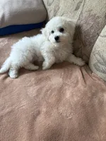 Lily, a female Bichon Frise for sale in Vancouver, WA – 8 of 10