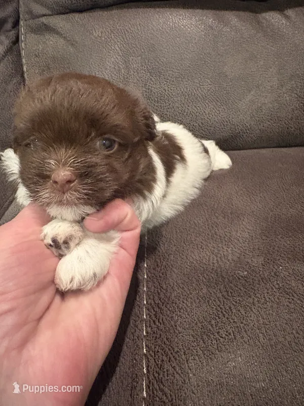 Alex – Havanese puppy for sale in Vancouver, WA