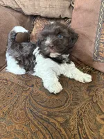 Alli , a female Havanese for sale in Vancouver, WA – 6 of 8