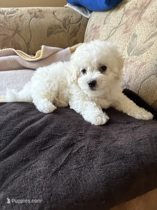Danny  – Bichon Frise puppy for sale in Vancouver, WA