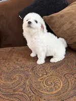 Sweety, a male Bichon Frise for sale in Vancouver, WA – 2 of 6