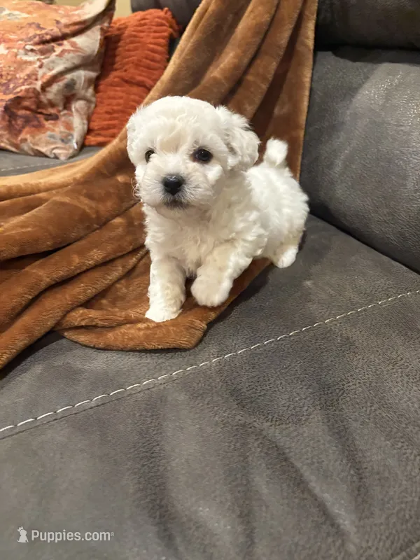 Daisy , a female Bichon Frise for sale in Vancouver, WA – 1 of 1