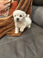Daisy , a female Bichon Frise for sale in Vancouver, WA – 1 of 1