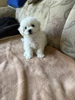 Sweety, a male Bichon Frise for sale in Vancouver, WA – 5 of 6