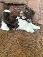 Alli , a female Havanese for sale in Vancouver, WA – 2 of 8