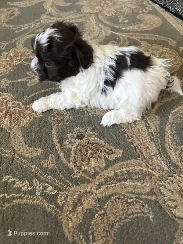 Jason – Havanese puppy for sale in Vancouver, WA