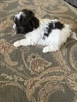 Jason, a male Havanese for sale in Vancouver, WA – 1 of 7