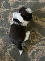 Tyson , a male Havanese for sale in Vancouver, WA – 9 of 9