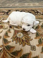 Julie , a female Bichon Frise for sale in Vancouver, WA – 4 of 7