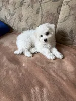 Lily, a female Bichon Frise for sale in Vancouver, WA – 10 of 10