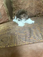 Alex, a male Havanese for sale in Vancouver, WA – 3 of 8