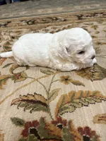 Julie , a female Bichon Frise for sale in Vancouver, WA – 3 of 7