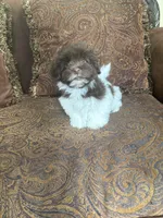 Alex, a male Havanese for sale in Vancouver, WA – 5 of 8