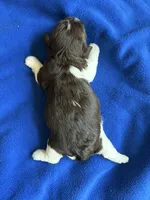 Alli , a female Havanese for sale in Vancouver, WA – 7 of 7