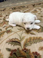 Julie , a female Bichon Frise for sale in Vancouver, WA – 5 of 7