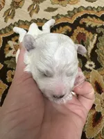 Lily, a female Bichon Frise for sale in Vancouver, WA – 2 of 2