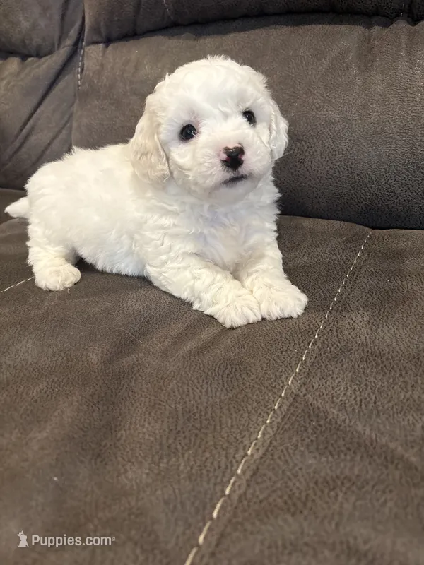 Dan – Bichon Frise puppy for sale in Vancouver, WA