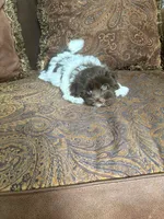 Alex, a male Havanese for sale in Vancouver, WA – 4 of 8