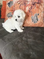 Daisy , a female Bichon Frise for sale in Vancouver, WA – 3 of 5
