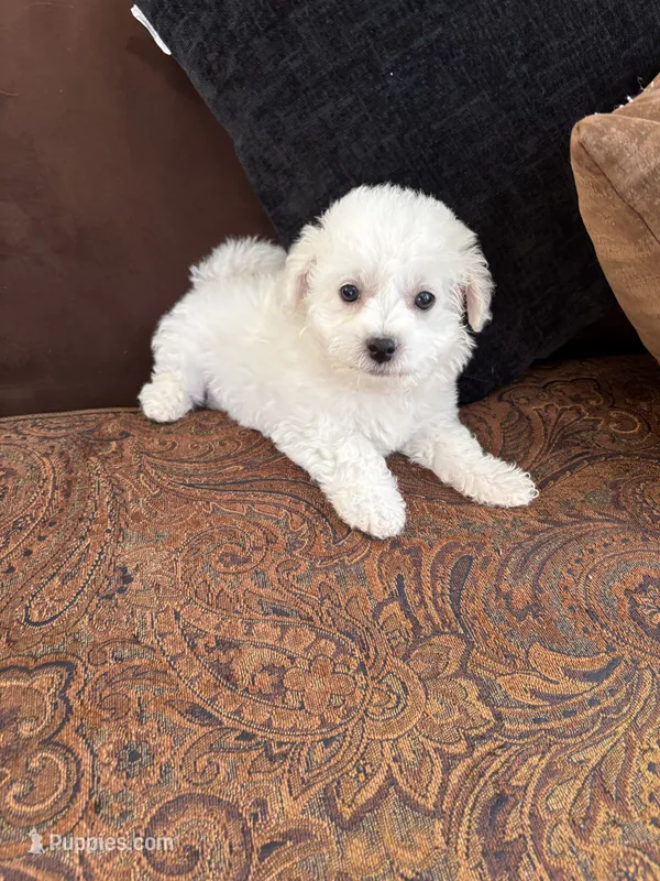 Alie – Bichon Frise puppy for sale in Vancouver, WA