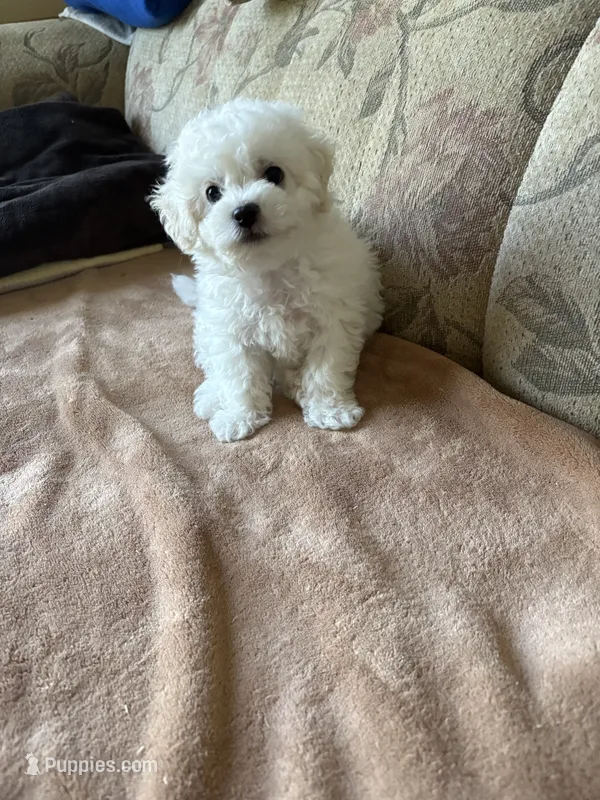 Sweety – Bichon Frise puppy for sale in Vancouver, WA