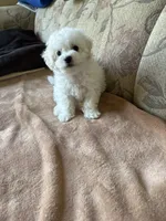 Sweety, a male Bichon Frise for sale in Vancouver, WA – 1 of 6