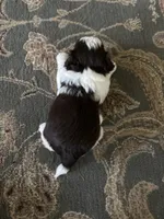 Tyson , a male Havanese for sale in Vancouver, WA – 6 of 9