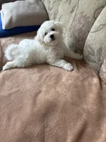 Lily, a female Bichon Frise for sale in Vancouver, WA – 4 of 10