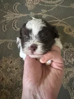 Tyson , a male Havanese for sale in Vancouver, WA – 5 of 9