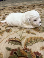 Julie , a female Bichon Frise for sale in Vancouver, WA – 2 of 7